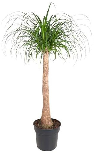 Tronc Beaucarnea - 120 cm - Diamètre : 32 cm