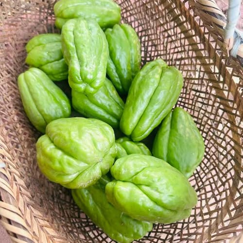 Chayote - obstsamen geschenke für gärtner obstpflanzen balkonpflanzen gemüsepflanzen steingartenpflanzen seltene balkongewächshäuser grünpflanzen gemüsesamen exotische alte 120Samen
