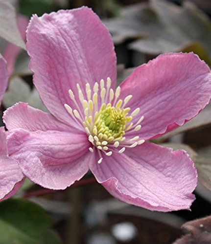 Clematis Montana 'Tetra Rose' 15cm deep Pot Size