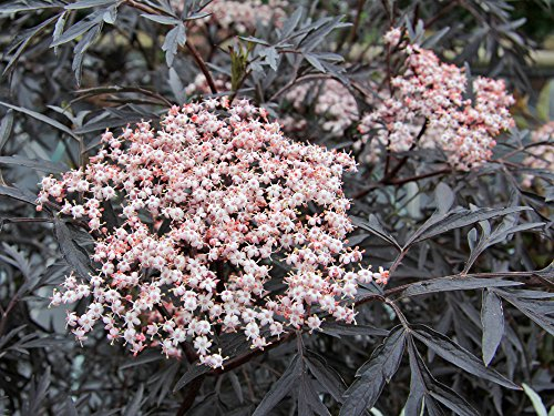 Holunderbeere/Flieder 'Black Lace' - Sambucus nigra Black Lace - Containerware 40-60 cm - Garten von Ehren®
