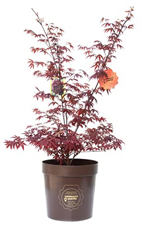 Vannucci Piante, Acero giapponese, Pianta da terrazzo, Acer palmatum 'Fireglow'