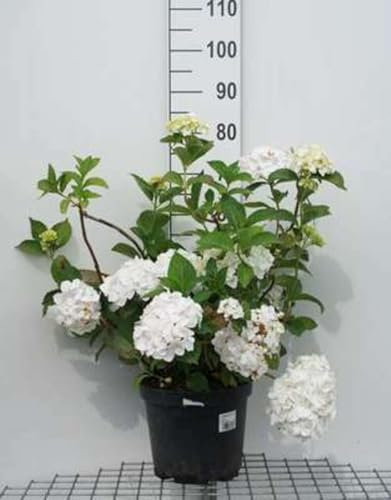 Hydrangea macr. wit/blanc - Hortensia 40-60 cm en pot