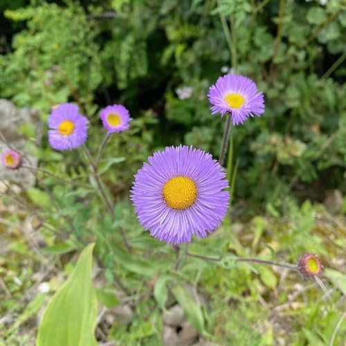 Spanisches Gänseblümchen - indoor kräutergarten wildkräuter blumenbeet balkon balkonpflanze frühlingsblumen pflanzensamen blumengarten dachbegrünung schnittblumen pflanzenkübel 200samen