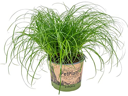Bloomique - Cyperus Zumula - Katzengras Fertig Gewachsen - Zimmerpflanzen - Pflegeleicht - Haustierfreundlich - Höhe 20-30 cm - Topf 12 cm