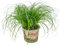 Cyperus alternifolius Zumula - Erba da gatto, pianta da interno, adatta per animali - diametro: 12 cm - 20-25 cm