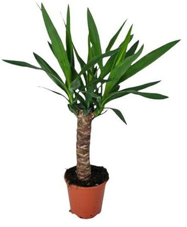 Yucca – Ø 14 cm – 60 cm