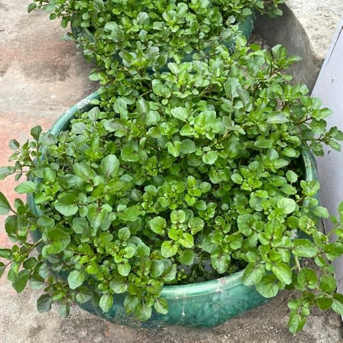 semi di crescione biologici - resistenti balcone esotiche 120pcs