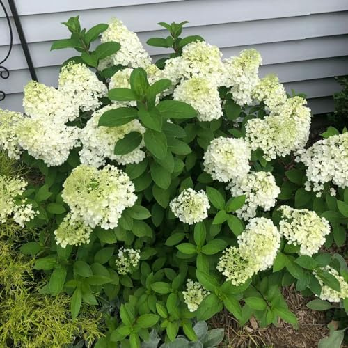 ortensia paniculata decorativa di silvestre, autunno, perenne resistente Ortensia semi organici primavera 200pcs