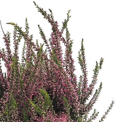 Brecina o Calluna Natural la Planta Navideña que Dura Todo el Año