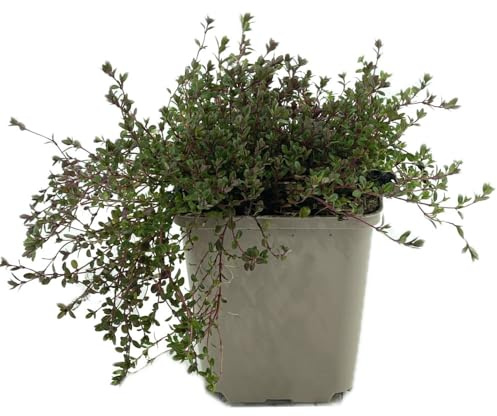 6 Stück Thymus praecox 'coccineus' von INTRAGARTEN | Polsterthymian trittfest winterhart und immergrün Bodendecker im 9cm Topf
