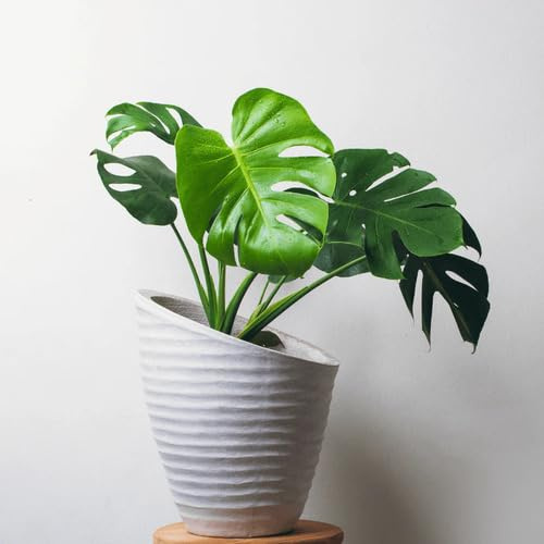 60Pcs Green Monstera Plant Seeds