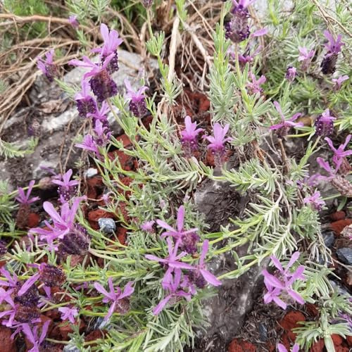 Semi di lavanda resistente - balcone raro giardino vecchie varietà, in vaso 1000pcs