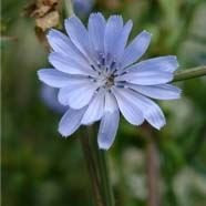 JustSeed - Wild Flower - Chicory - Cichorium intybus - 1500 Seeds