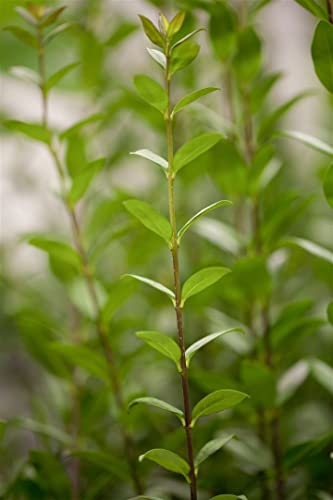 Ligustrum vulgare 'Atrovirens' 175-200 cm - Gewöhnlicher Liguster, immergrün, ideal für Hecken, schnittverträglich, winterhart