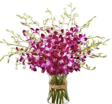 Sendabunch Fresh Singapore Dendrobium Orchids Bouquet - 20 Beautiful Stems for a Touch of Eastern Charm - 14-Day Freshness Guarantee Includes with Free Box of Belgian Chocolates