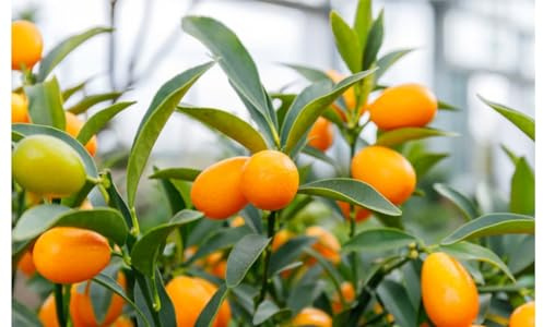 Árbol Frutal de Citrus Japonica (Kumquat) Cultiva tus Naranjas Enanas Naturales en Casa