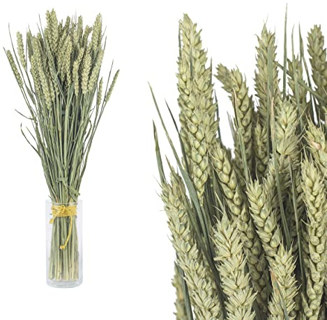Inter Flowers GmbH Echter Weizen getrocknet im Bund - stark duftend Deko, Weizenbund Trockenblumen, trockenblumen deko, getrocknete Blumen Lavendelblüten Echt Raumduft Blüten (1 Bund Weizen)