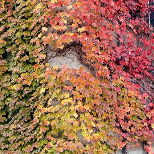 semi resistenti di vite selvatica, rampicanti, esotiche, giardino, 250pcs