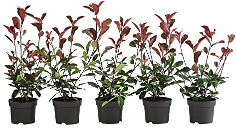 Dehner Purpur-Glanzmispel Red Robin, für 1 m Hecke, 20-35 cm, 5 x 2 l Topf | Photinia fraseri, immergrüne Heckenpflanze, roter Austrieb, für sonnige bis halbschattige Standorte