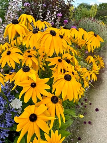 Rudbeckia Goldstrum| Hardy Coneflower| 6 x Plug Plants
