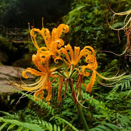 giglio ragno, giglio di sangue - di precoci lycoris radiata Coltivare da giardino sul da giardino interno autunnali 6bulbi