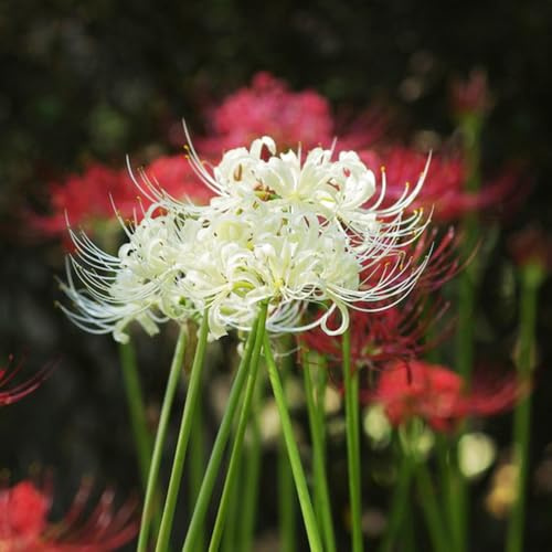 giglio ragno - Lycoris Radiata decorazione giardino interno balcone 15bulbi