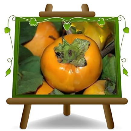 EURO PLANTS VIVAI Kaki Mela var Hana Fuyu - Pianta da Frutto Antico su Vaso: ø 26 cm. - *Altezza: 150 – 170 cm. - Età 4 Anni