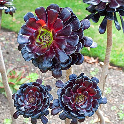 Raro Aeonium arboreum Bonsai Atropureum Bonsai Piante Interior Bonsai Fiore Per La Casa Giardino Decorazione Ornamentale Pianta 100 Pz