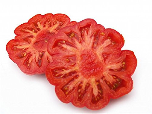 COSTOLUTO FIORENTINO Italian Heritage Heirloom Bright RED Huge Meaty Beefsteak Tomato Seeds. Certified French Organic Grower