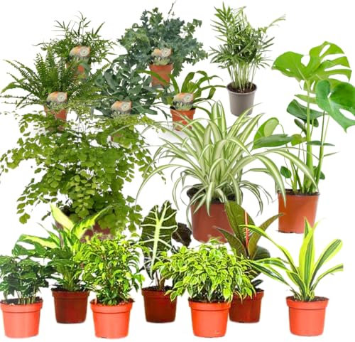 Grüne Überraschung - Zufällige Pflanzen im 12cm Topf, 30-75 cm hoch, pflegeleicht, für Wohnzimmer, Schlafzimmer, Büro (5 Pflanzen)