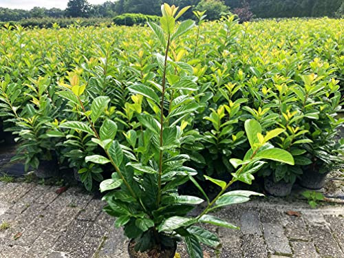 30 Kirschlorbeer Rotundifolia 60-100cm im Topf reine Pflanzenhöhe Prunus laurocerasus Lorbeer schnellwachsend Heckenpflanzen immergrün Premium Qualität vom Gärtner