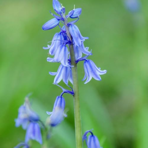 Semi di campanula - decorazione copertura del terreno resistenti balcone semi di selvatici rari estivi biologici per 50pcs