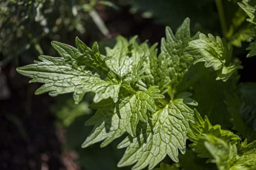 Valeriana officinalis 9x9 cm Topf – Winterhart, Mehrjährig, Pflegeleicht – Echter Baldrian – Kräuterpflanze für Kräutergarten & Beet