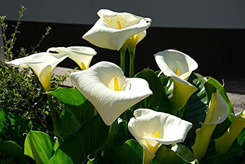Calla Lily Bulbs Autumn Simple to Plant Wedding Rare Growing Embellish This Season-8 Bulbs,C