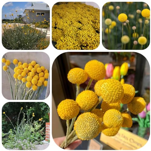 semillas de baqueta - craspedia globosa - jardín de rocas resistentes baquetas decorativas resistentes para balcón ornamentales decoración 100pcs