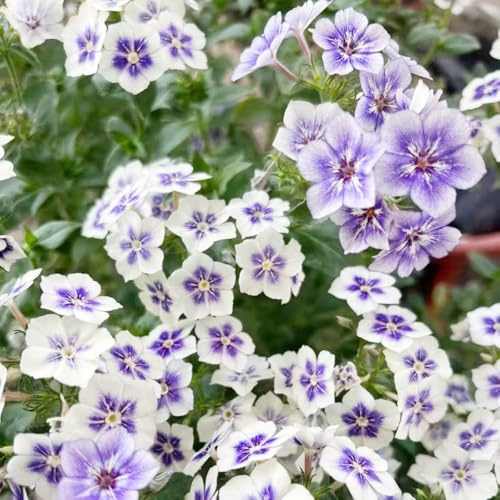 Phlox de alfombra - flox subulata reverdecimiento de tejados decorativa comprar semillas de Cobertura perenne resistente flox alfombra interior exóticas silvestres balcón hojas 900pcs