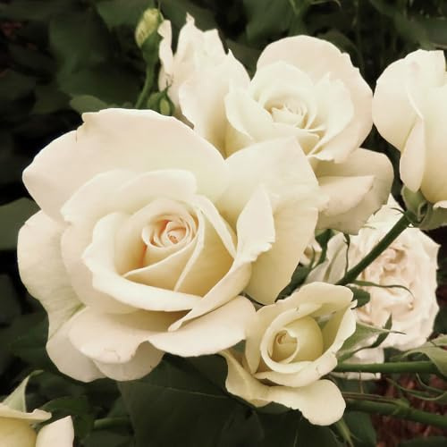 YouGarden Harkness Rose 'Friendship' ™, Established Plant in 4 Litre Pot, Ready to Plant, For Pots, Beds, and Borders