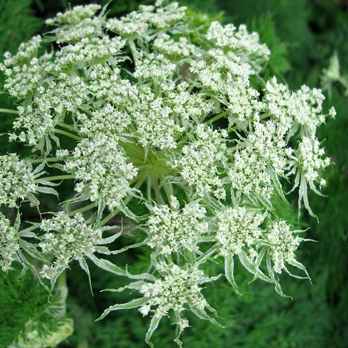 Plant World Seeds - Selinum Wallichianum Seeds (Perennial Flower Seeds)