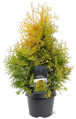 Thuja Natural Conífera Perenne Fácil de Cuidar y Resistente - Seto de Exterior