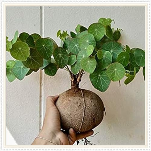 Stephania erecta Live Plant,Stephania erecta Bulb, Plants/Rhizome/Ornamental- Stephania erecta Bulbs, Rhizome Excellent Display Indoor Perennial Balcony Garden Bulbs -1Bulbs-B