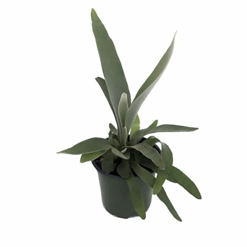 French Staghorn Fern - Platycerium lemoinei - 4 Pot