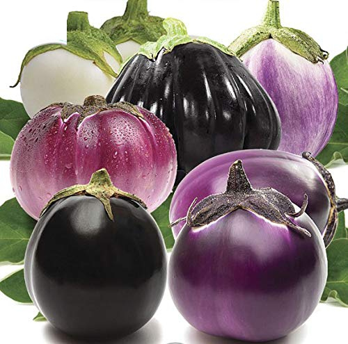 Seeds Eggplant Aubergine Round Mix Heirloom Vegetable for Planting Non GMO