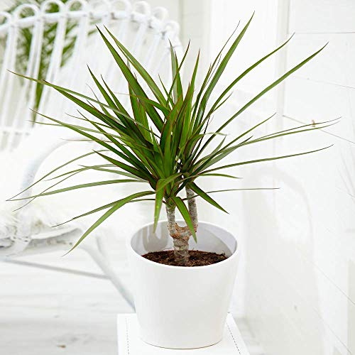 Tropische Zimmerpflanze - Drachenbaum aus Madagaskar - Draceana Marginata fürs Haus oder als Büropflanze