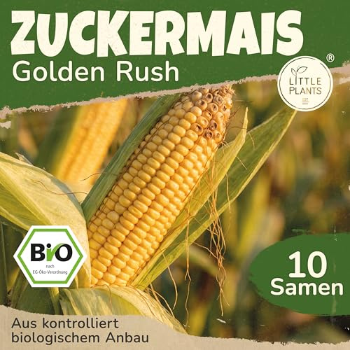 Little Plants BIO Zuckermais Samen 10 Maissamen Golden Rush Gemüsesamen Gemüsesaatgut Samenfest für Gemüsegarten, Hochbeet, Küche, Balkon und Garten