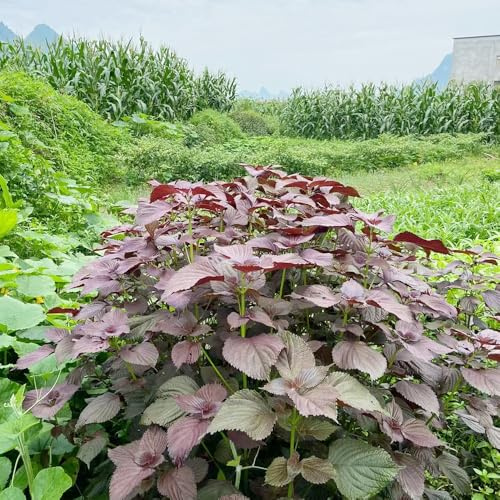 Perilla - zimmerpflanze gartenkräuter seltene für sonnige plätze stauden winterhart mehrjährig kräutersamen exotische bio gewächshaus balkon steingartenpflanzen winterhart 250Samen