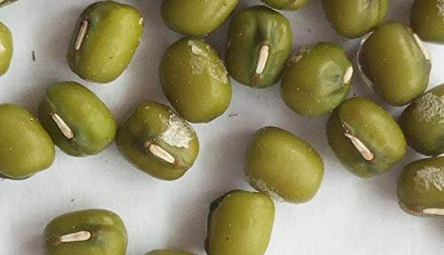 SEMI FAGIOLO CINESE MUNG (FAGIOLO SOIA)