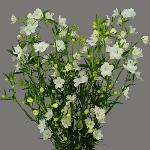 Semi di delphinium, Consolida ajacis, da giardino biologici decorativi vecchie varietà di semi per esterno resistenti 50pcs