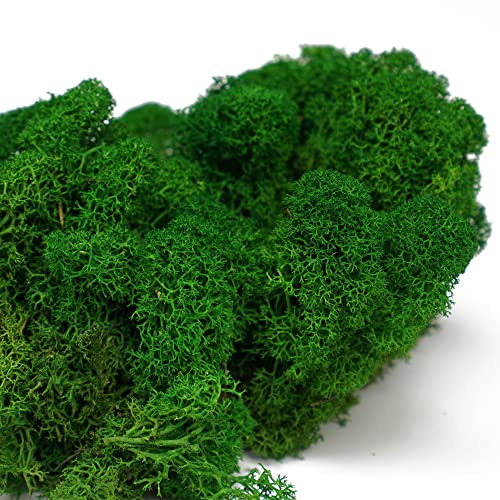 Eurofoto Islandmoos konserviert - echtes Natur-Moos zum Basteln und zur Dekoration - Farbe: Nature Green - Karton mit 1 kg Inhalt