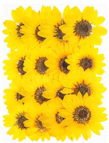 16Pcs Large Sunflower Dried Pressed Flowers for Crafts,Xinxinran Yellow Dry Flowers Kit for Resin Molds,Epoxy Resin Accessories,Bookmark,Jewelry Molds,Candle Making Supplies,Soap,Frame