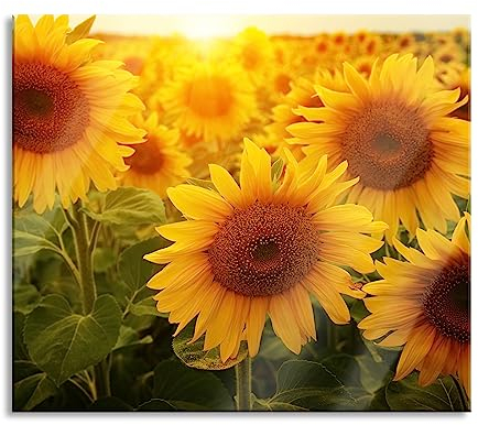 Sonnenblumen auf dem Feld Herdabdeckplatte & Spritzschutz aus Echtglas | Für Herd-Kochfelder | 60x52 cm